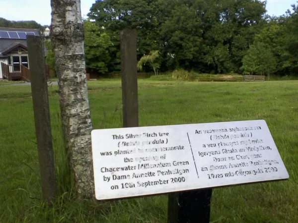 View of the tree and plaque commemorating the opening of Chacewater Millennium Green by Dame Annette Penhaligon on 10 September 2000.