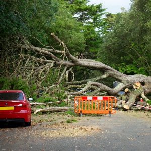 Tree on Road